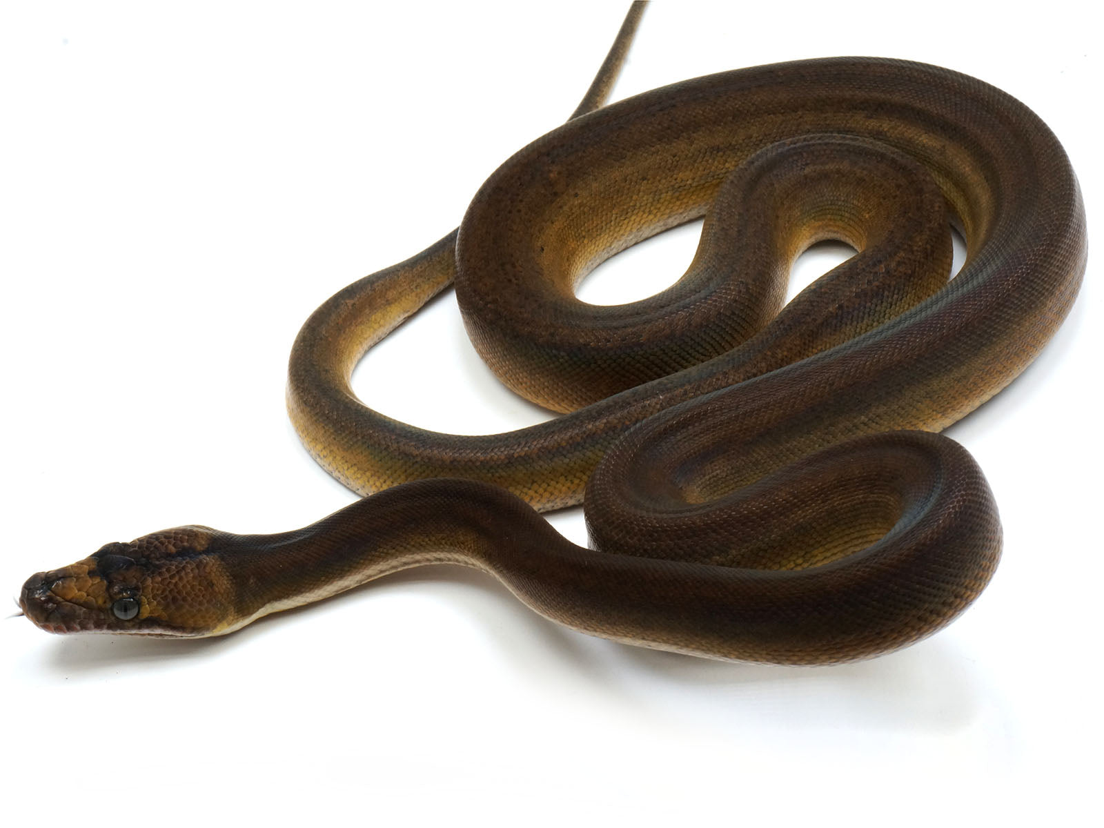 2021 Male Golden Child Tiger Anthrax