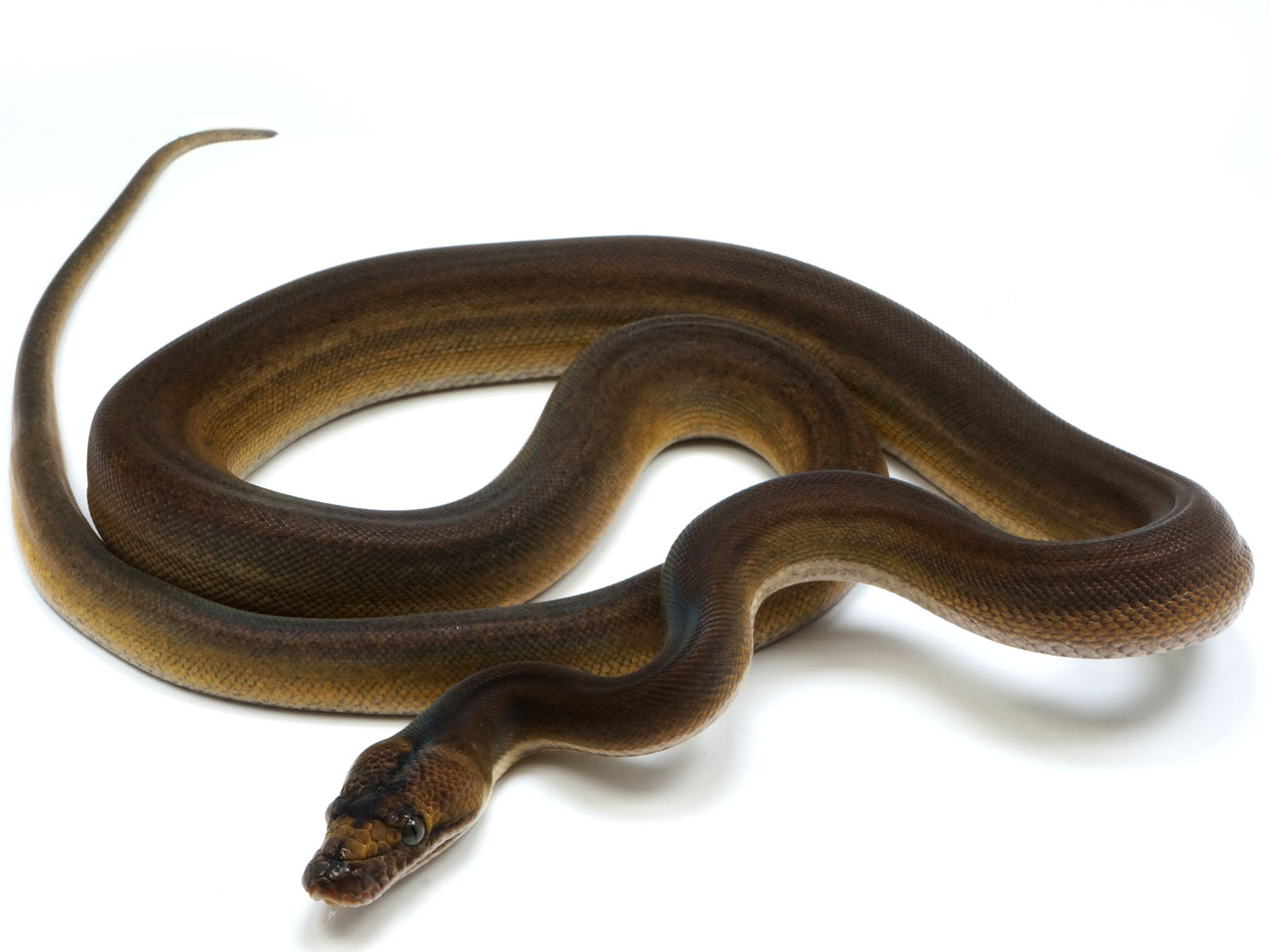 2021 Male Golden Child Tiger Anthrax