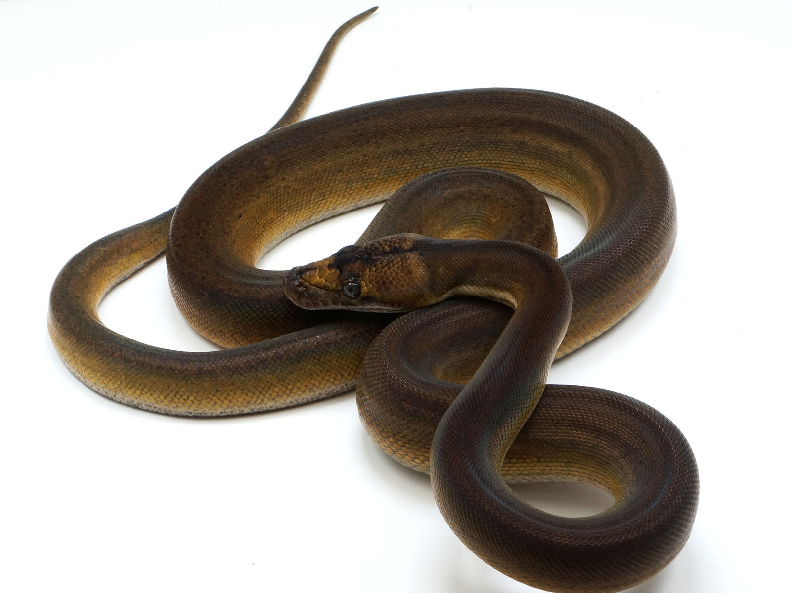 2021 Male Golden Child Tiger Anthrax