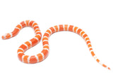 Load image into Gallery viewer, 2021 Male Hypo Albino Honduran Milk Snake