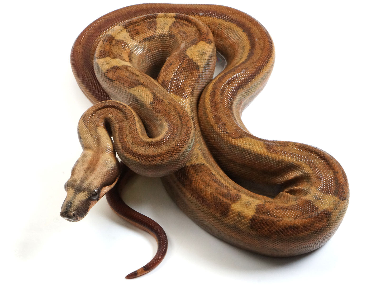 2021 Male Hypo Motley Jungle Possible Het Lipstick Albino Boa Constrictor