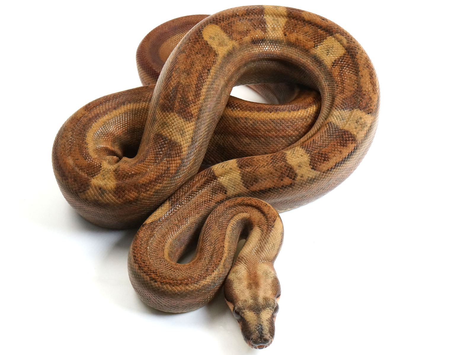 2021 Male Hypo Motley Jungle Possible Het Lipstick Albino Boa Constrictor