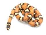 Load image into Gallery viewer, 2021 Male King Duran Gray-banded California King Snake X Honduran Milk Snake