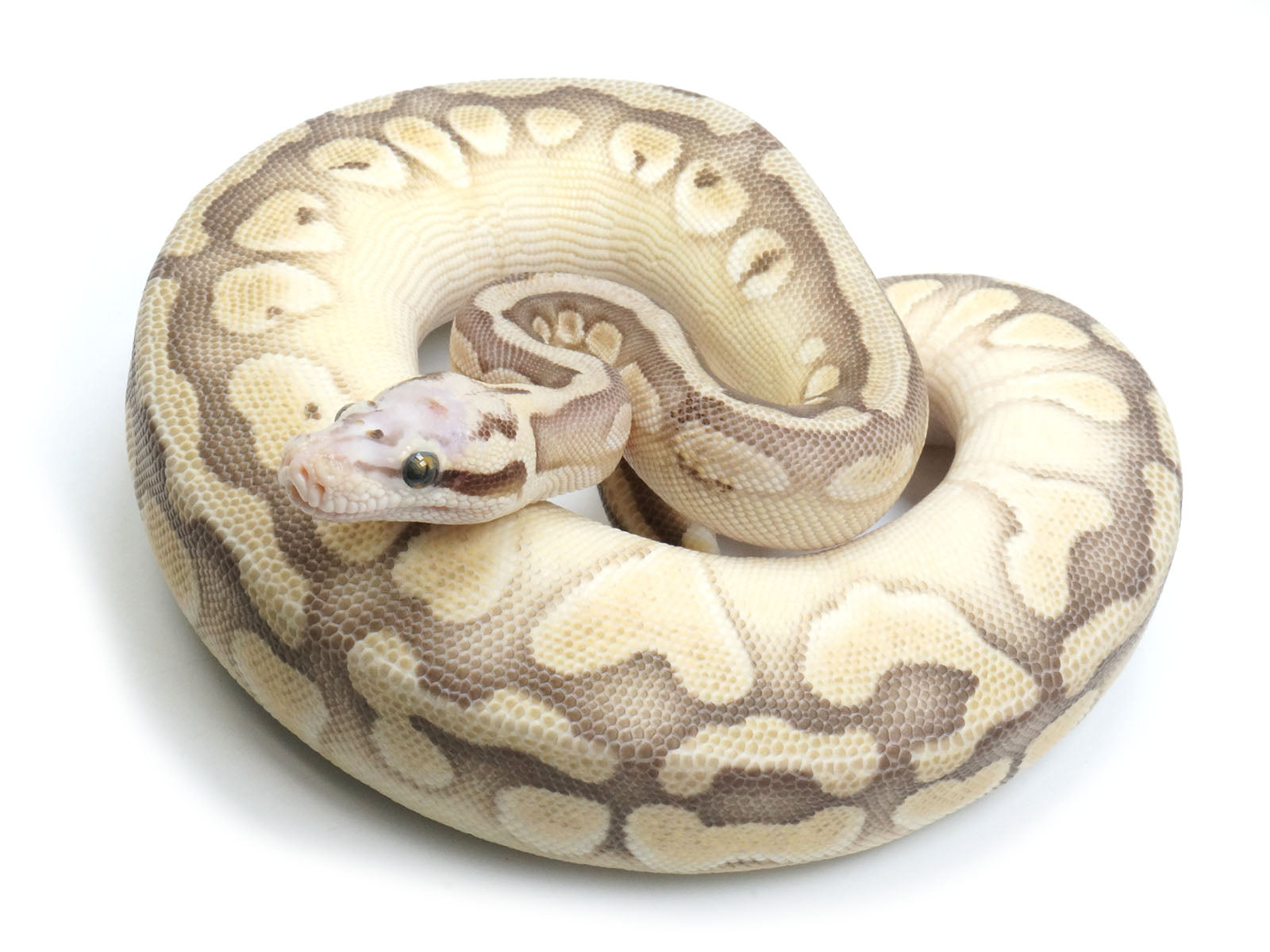 2021 Male Pastel Butter Desert Ghost Microscale Het Clown Ball Python