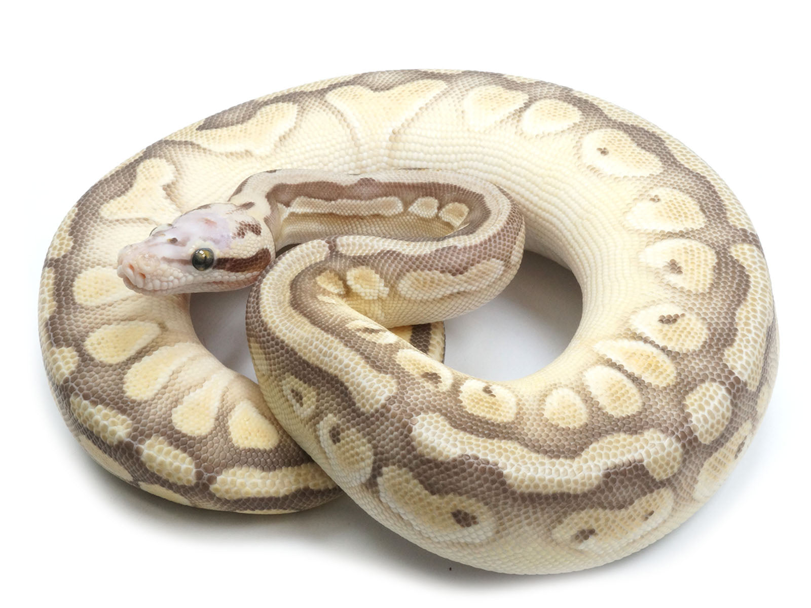2021 Male Pastel Butter Desert Ghost Microscale Het Clown Ball Python