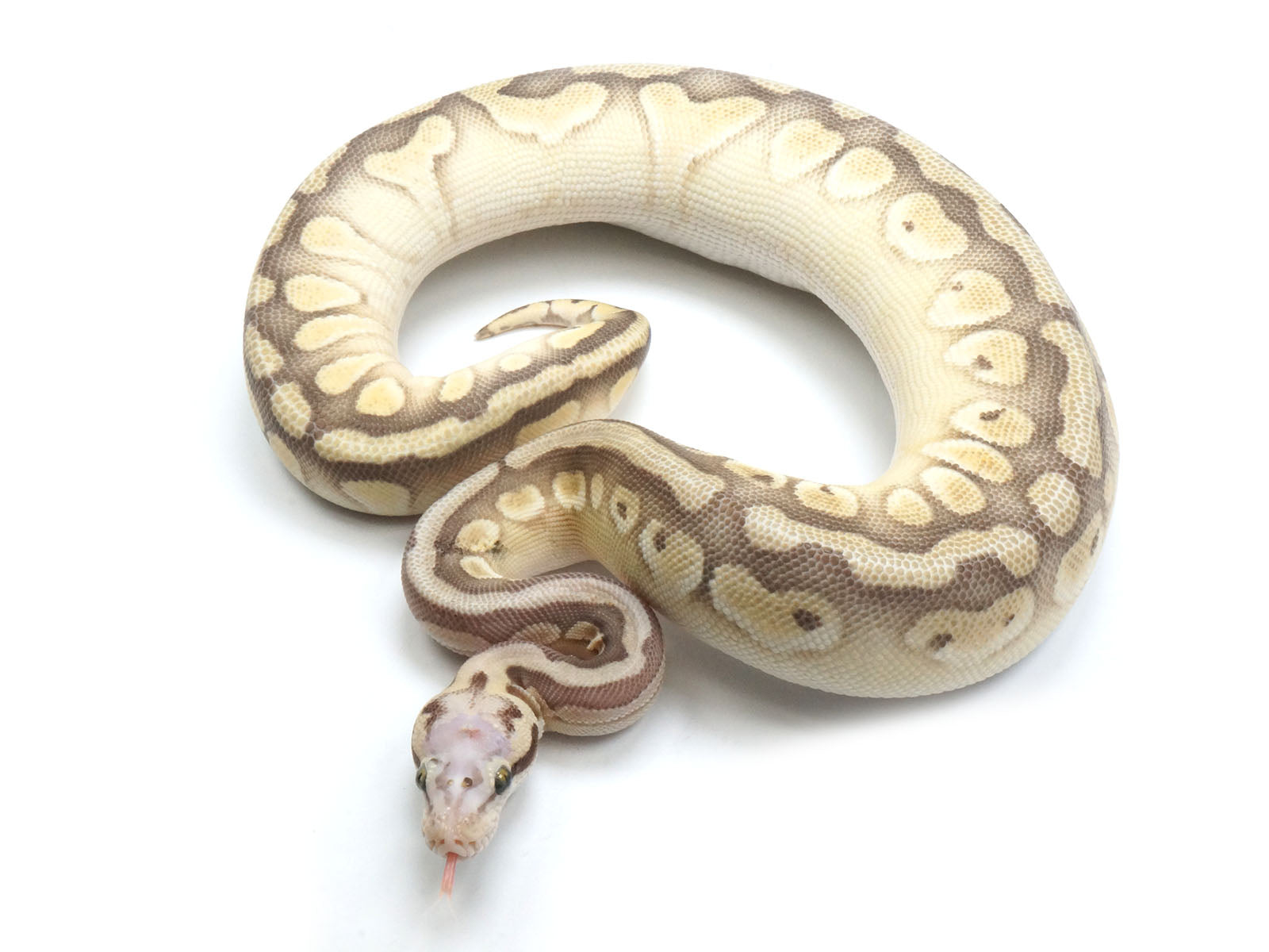 2021 Male Pastel Butter Desert Ghost Microscale Het Clown Ball Python