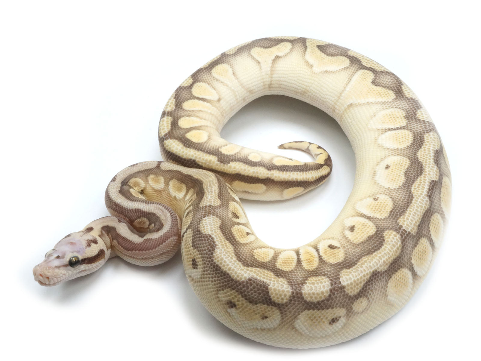 2021 Male Pastel Butter Desert Ghost Microscale Het Clown Ball Python