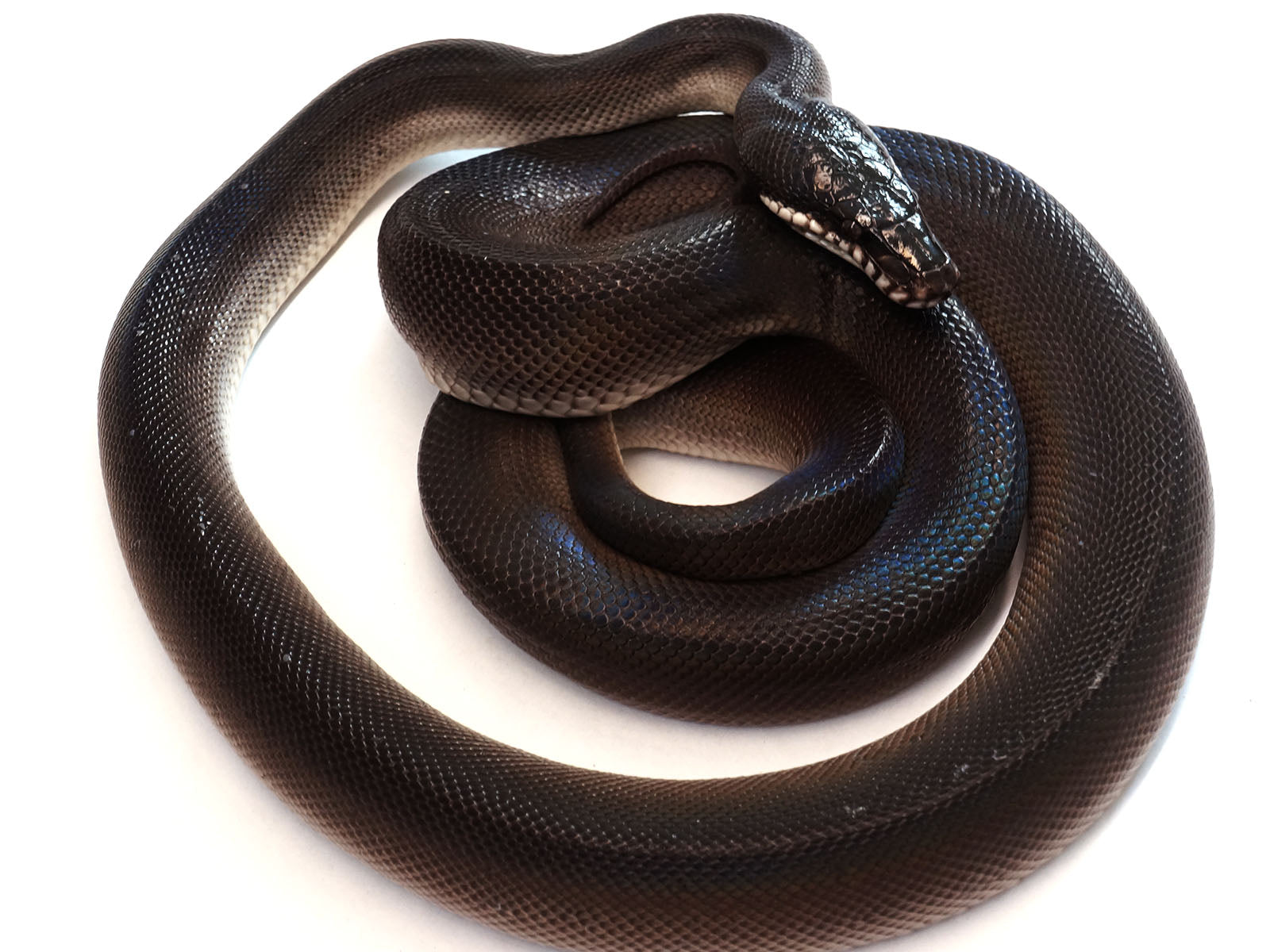 2021 Male Southern White-Lipped Python