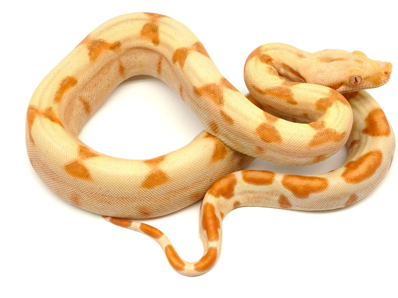 2021 Male Sunglow Jungle Lipstick Boa Constrictor