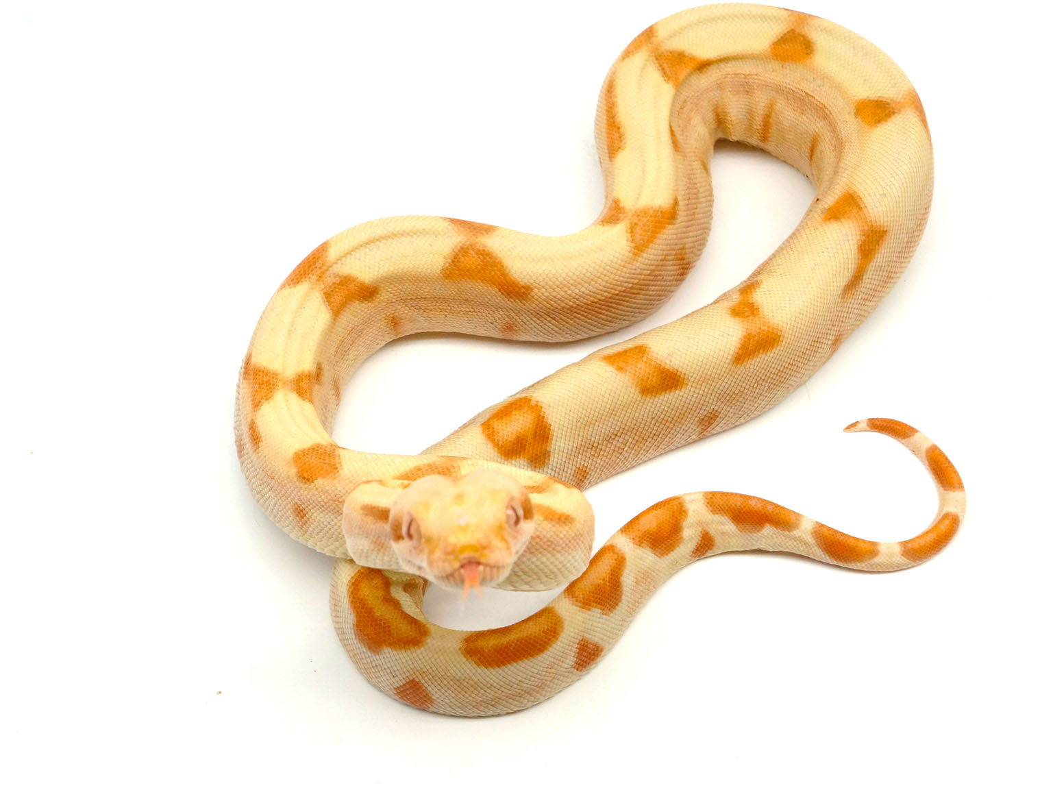 2021 Male Sunglow Jungle Lipstick Boa Constrictor
