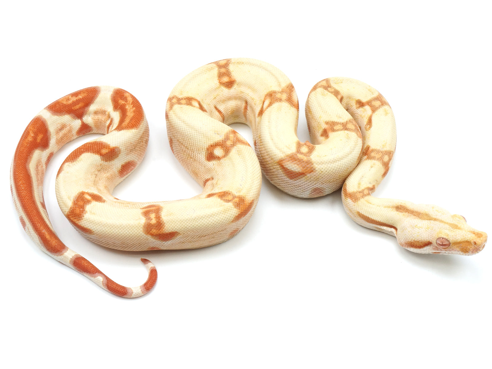 2021 Male Sunglow Jungle Lipstick Line Possible Super Stripe Boa Constrictor