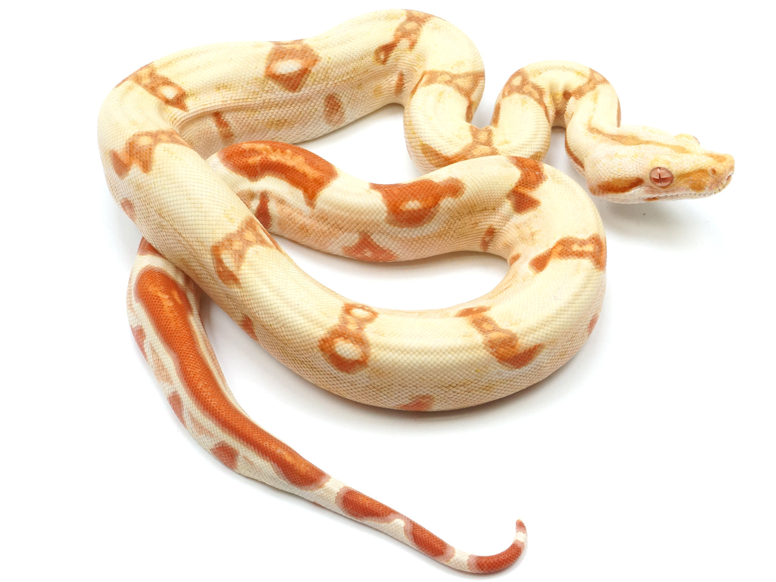 2021 Male Sunglow Jungle Lipstick Line Possible Super Stripe Boa Constrictor