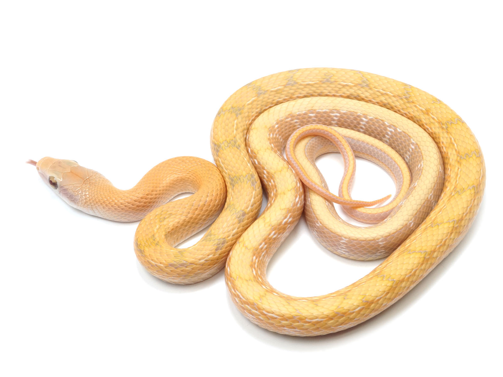 2021 Male T+ Albino Beauty Snake