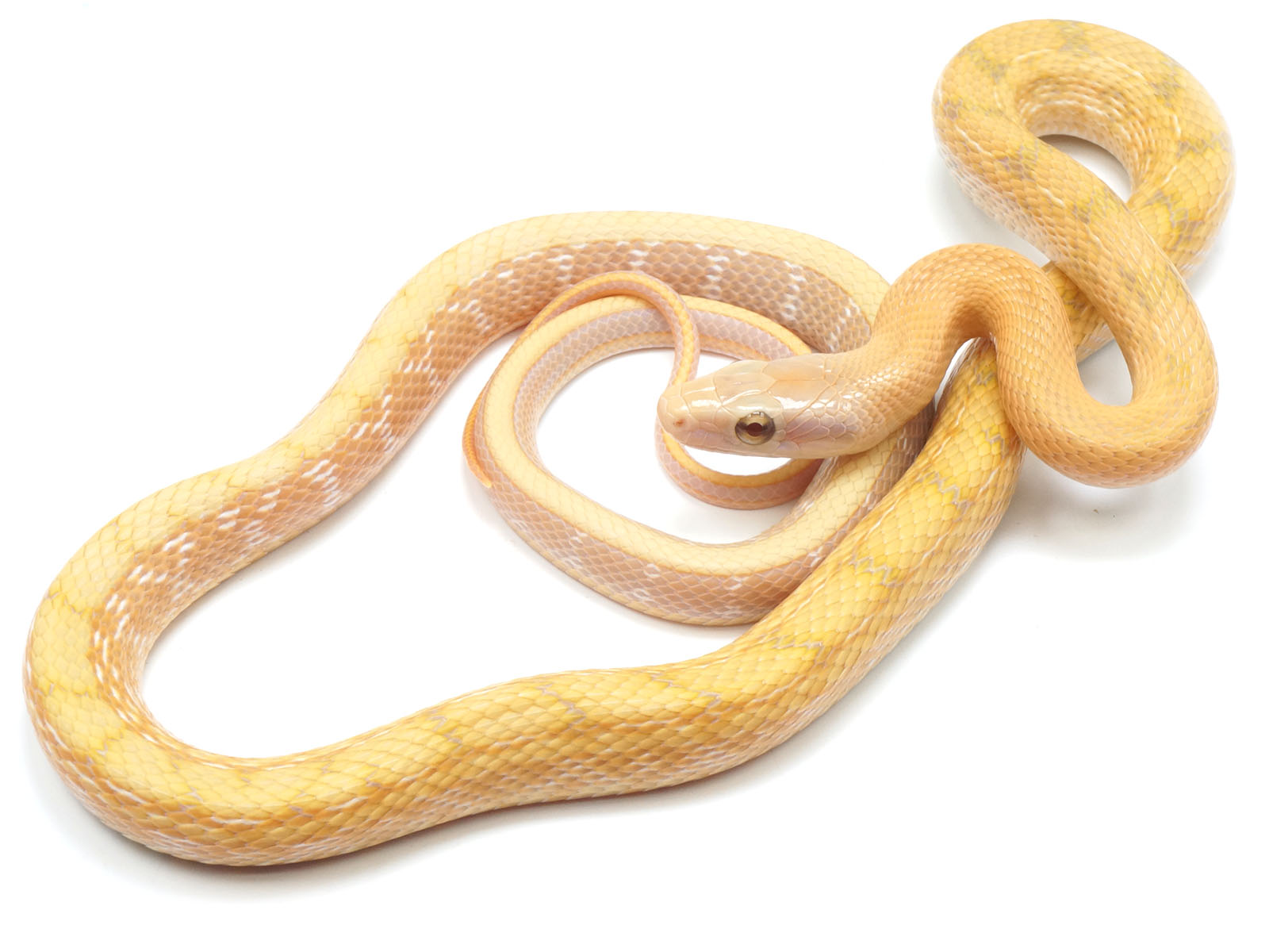 2021 Male T+ Albino Beauty Snake