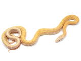Load image into Gallery viewer, 2021 Male T+ Albino Beauty Snake