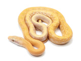 Load image into Gallery viewer, 2021 Male T+ Albino Beauty Snake