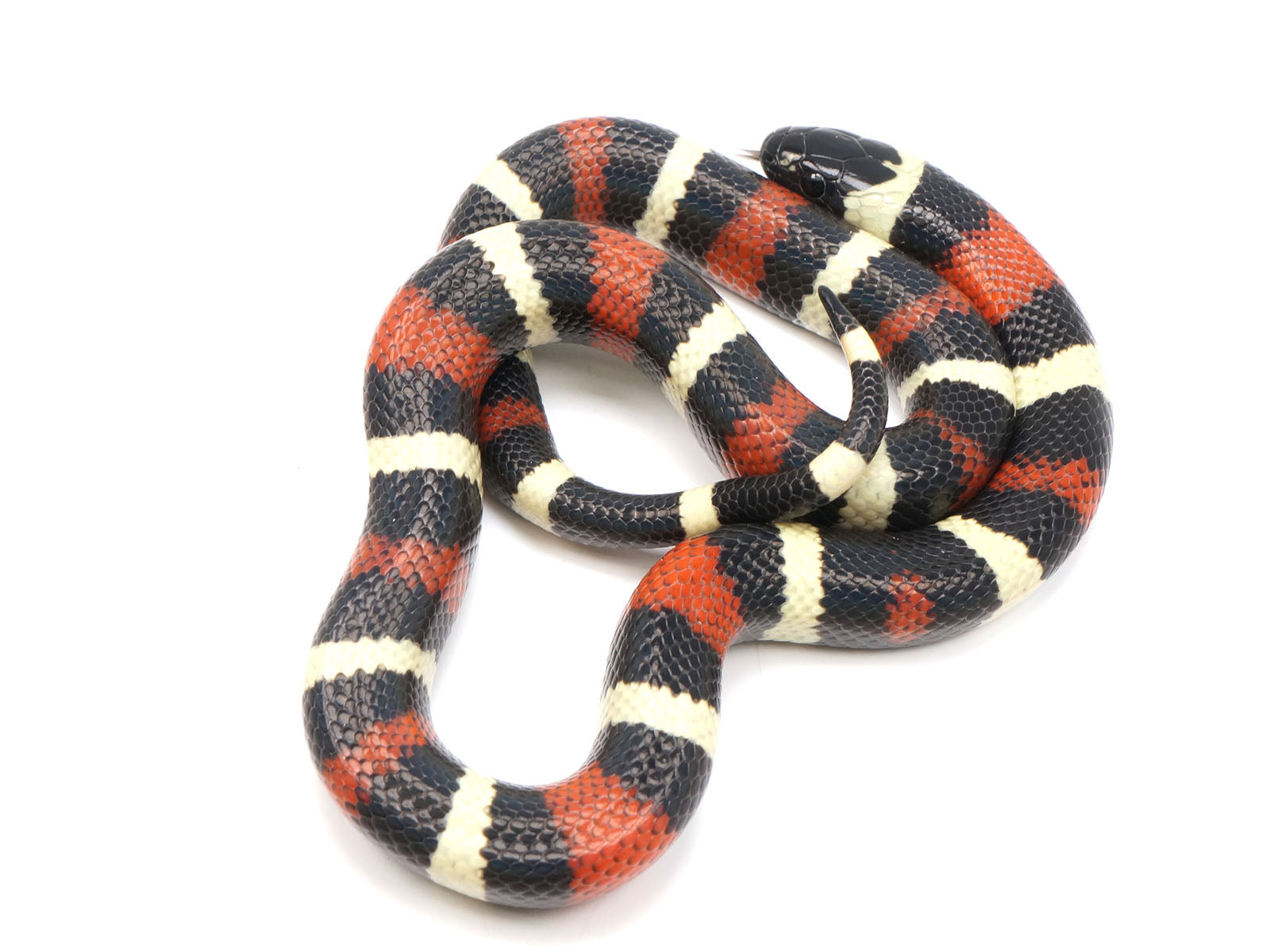2022 Apricot Pueblan Milk Snake