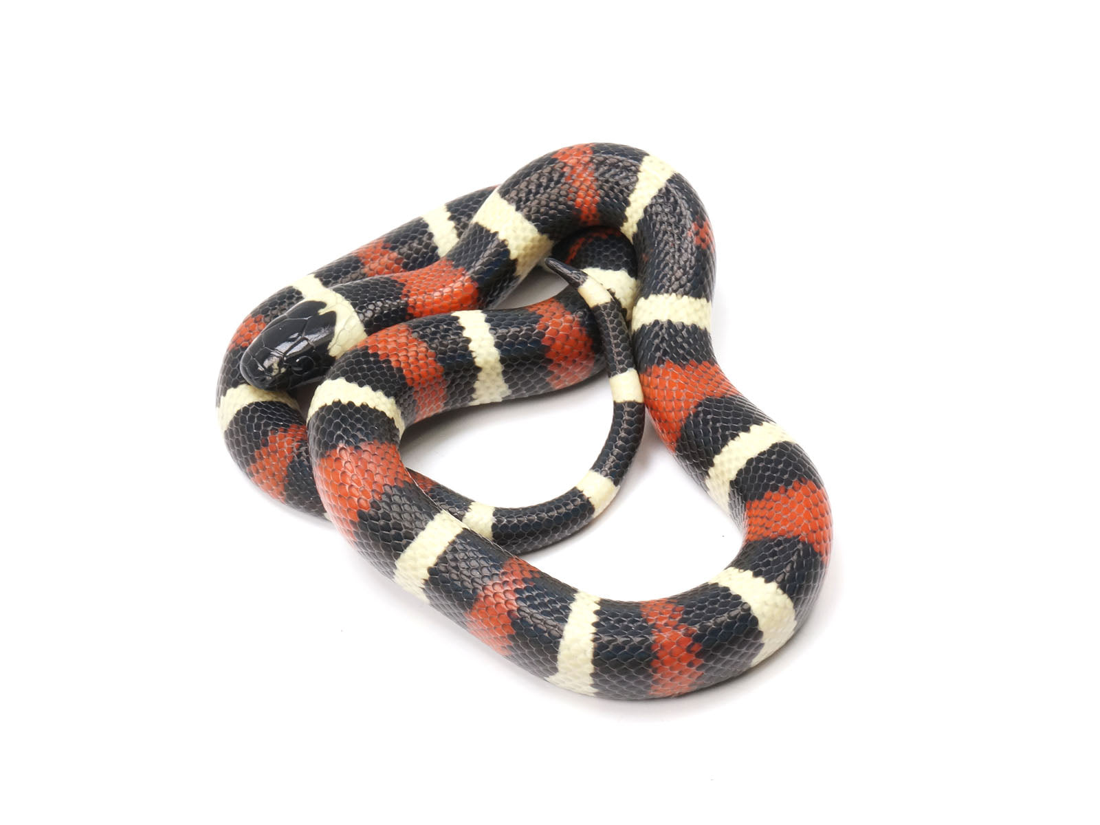 2022 Apricot Pueblan Milk Snake