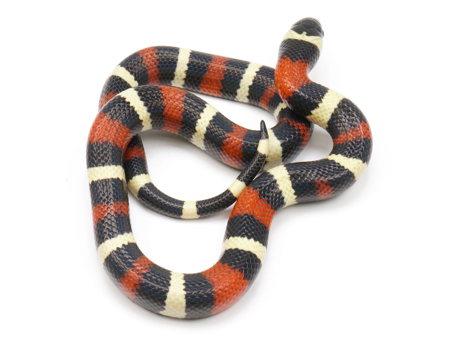 2022 Apricot Pueblan Milk Snake