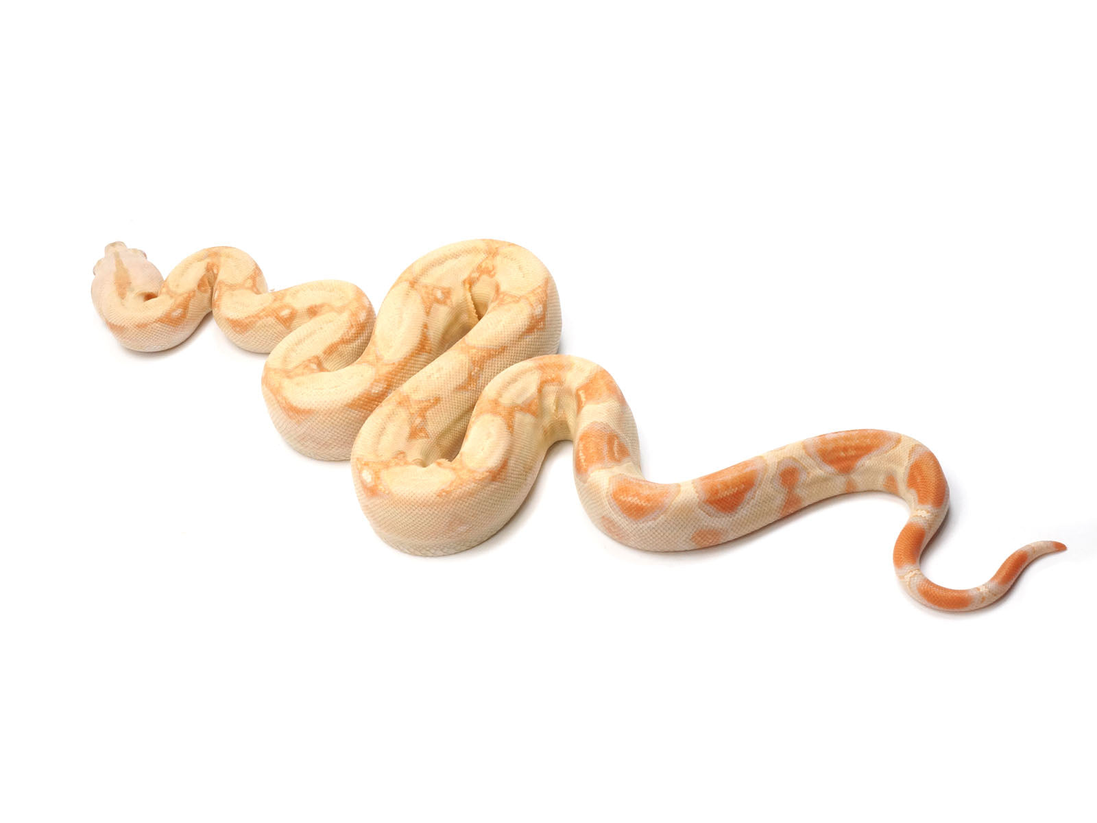2022 Female Albino Boa Constrictor