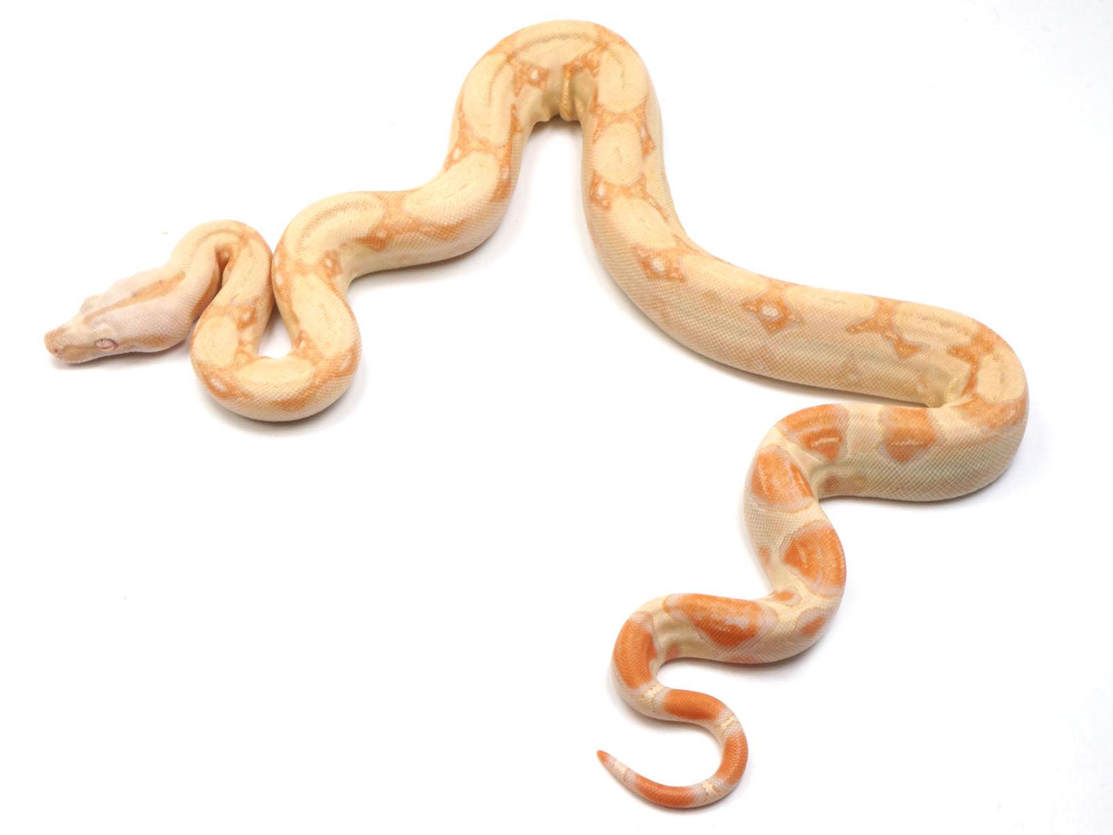2022 Female Albino Boa Constrictor