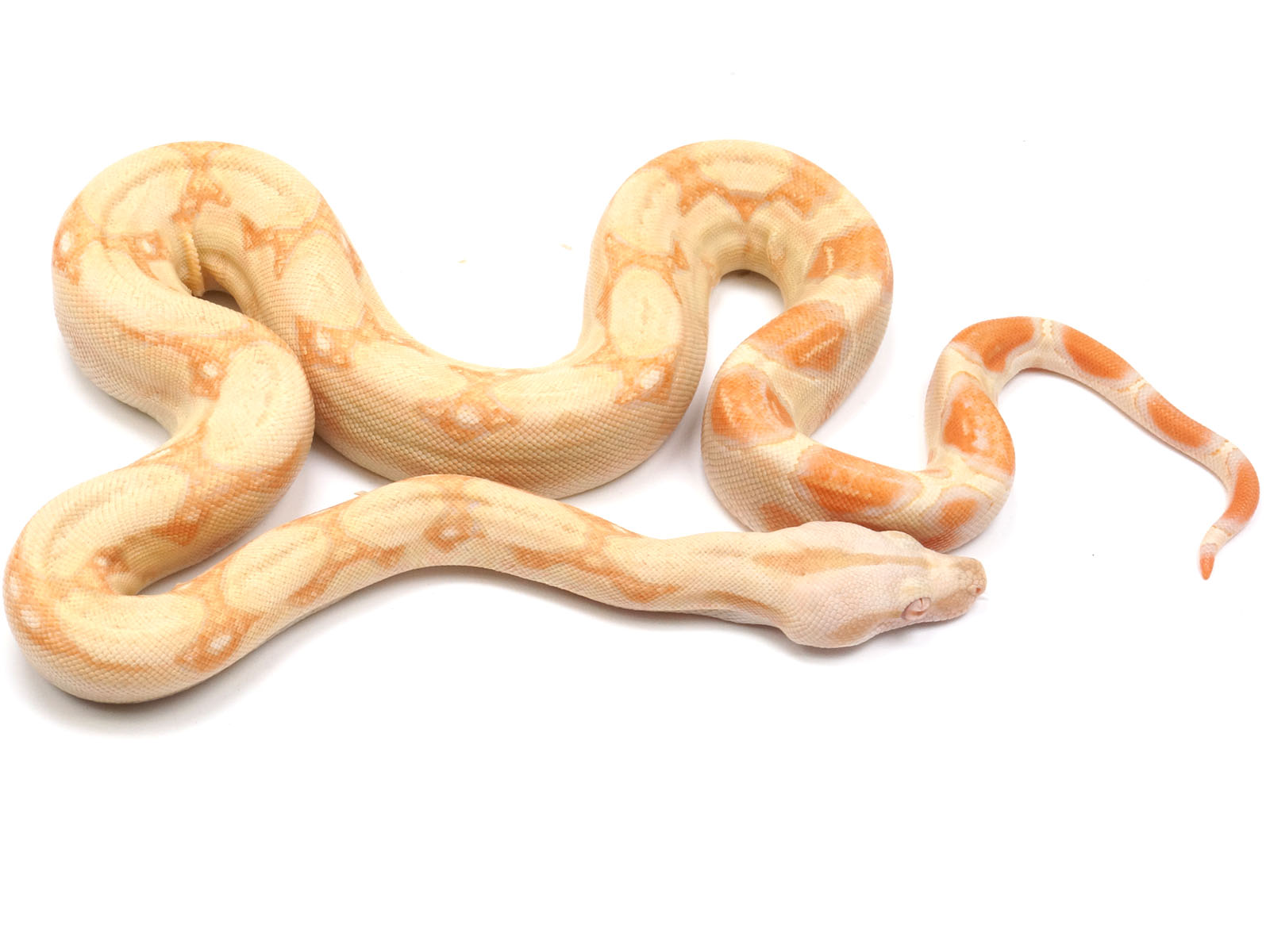 2022 Female Albino Boa Constrictor