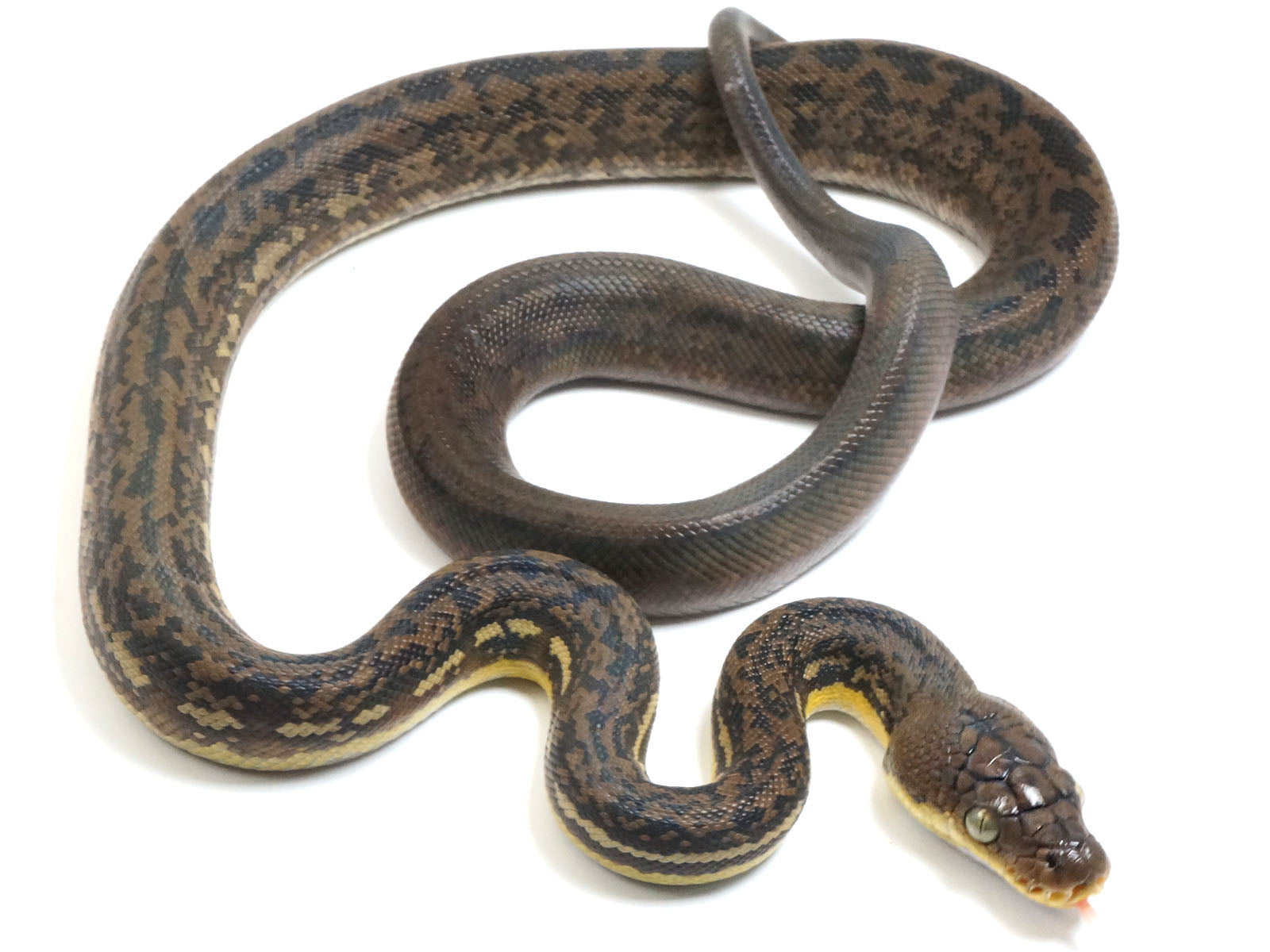 2022 Female CBB Timor Python