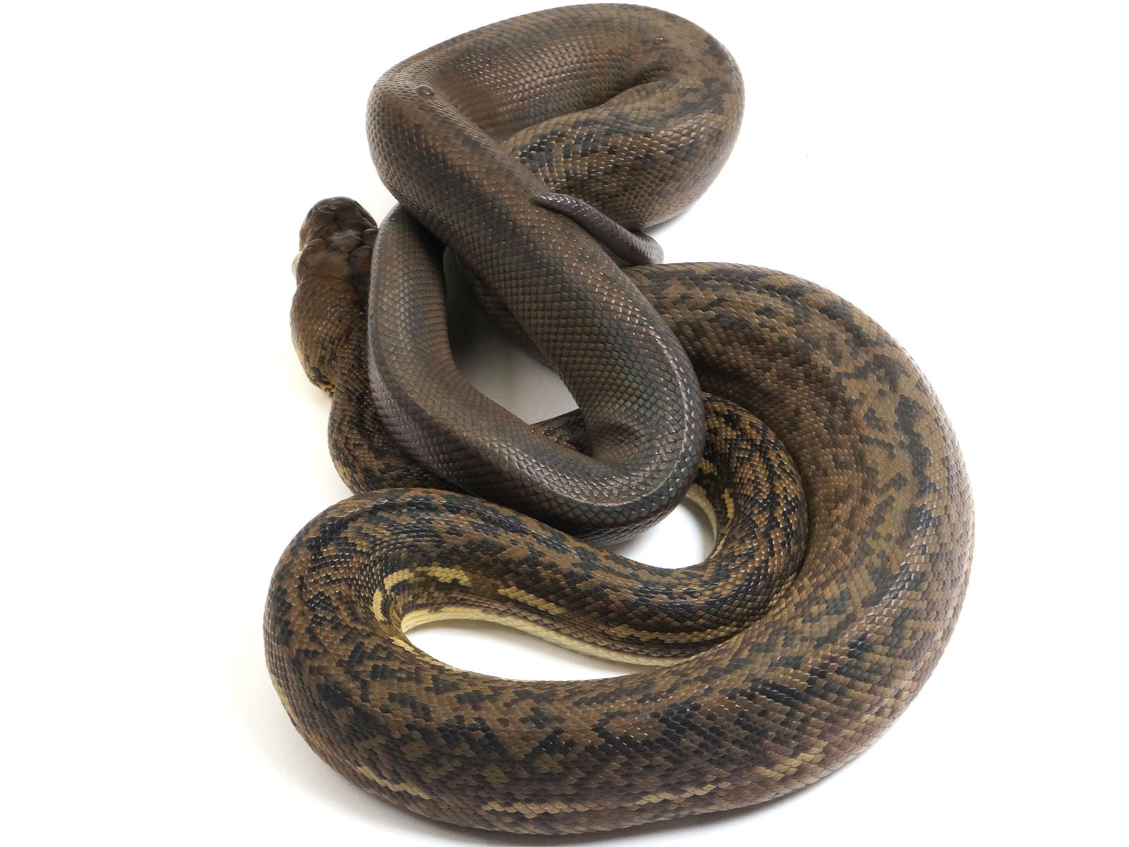 2022 Female CBB Timor Python