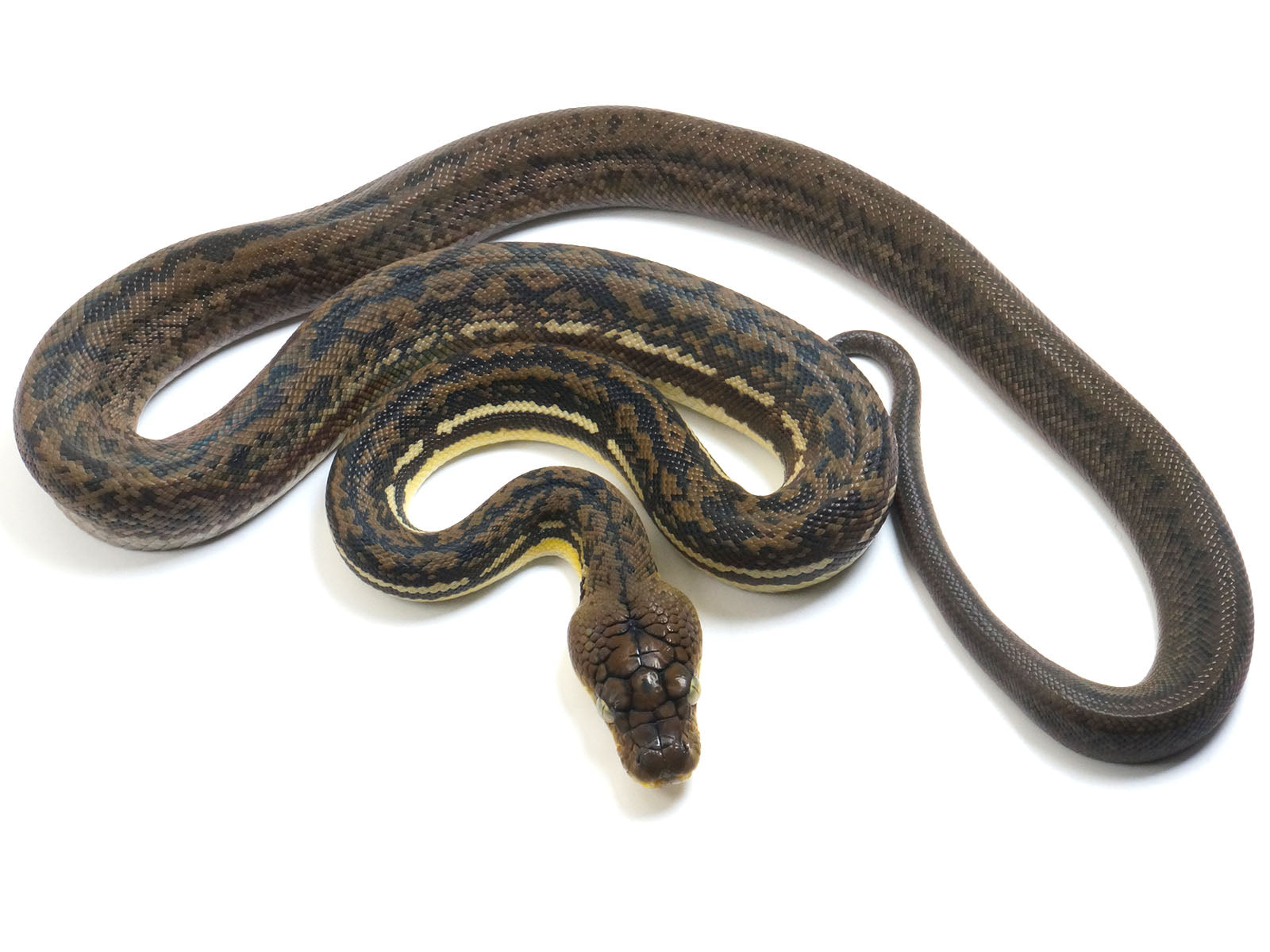 2022 Female CBB Timor Python