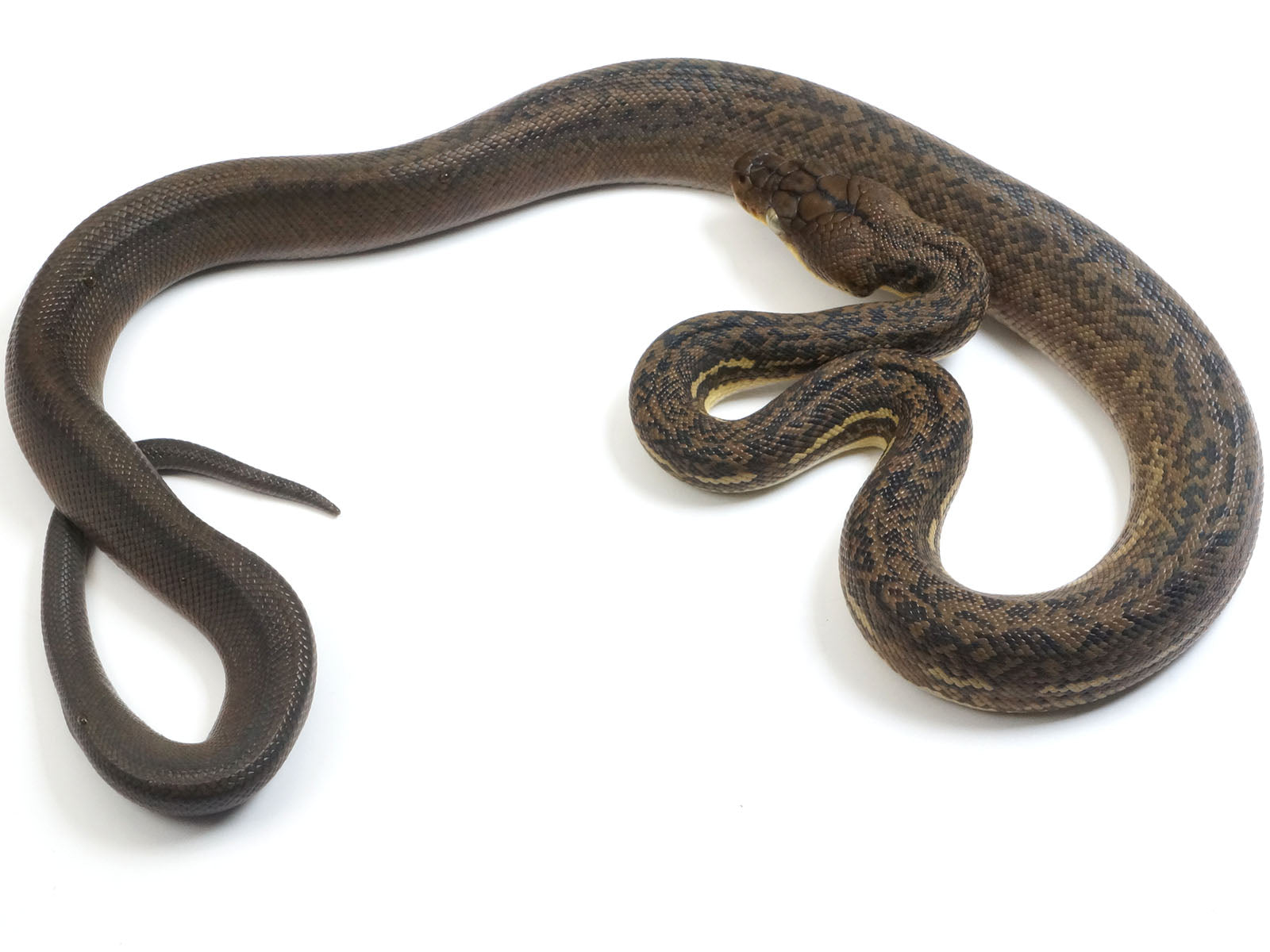 2022 Female CBB Timor Python