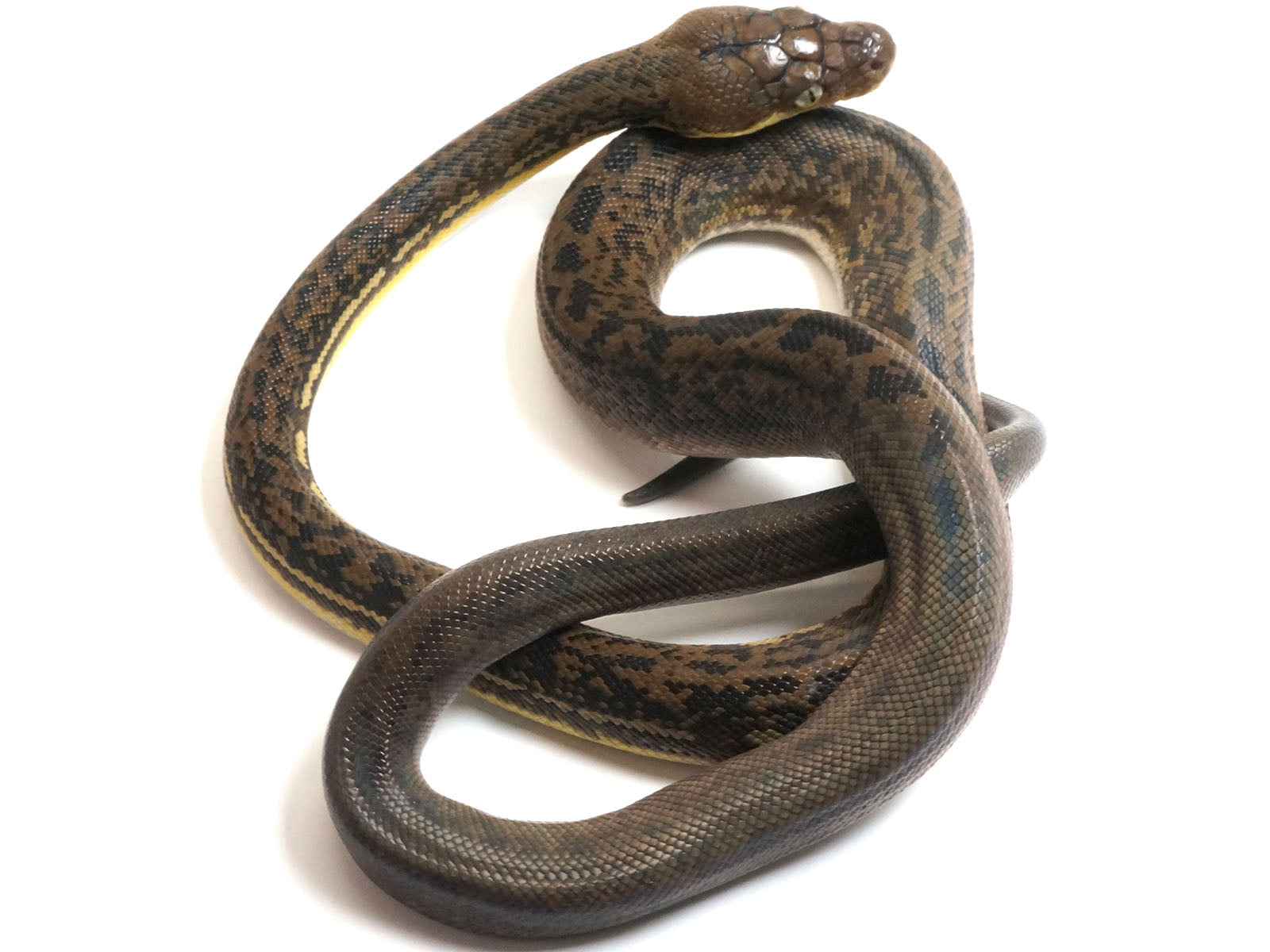 2022 Female CBB Timor Python