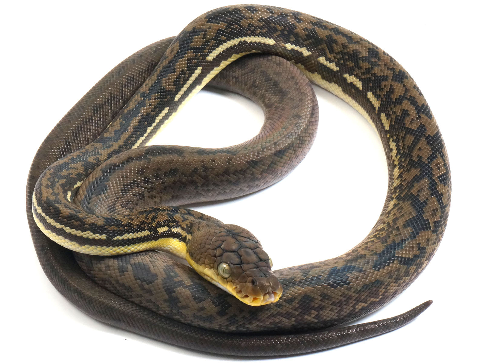 2022 Female CBB Timor Python