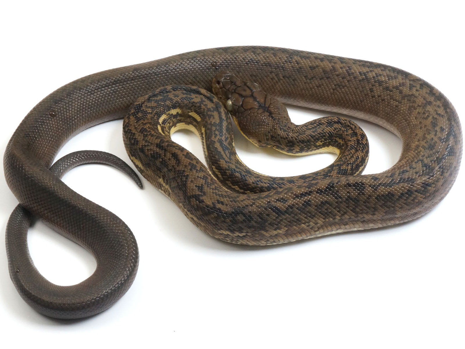 2022 Female CBB Timor Python