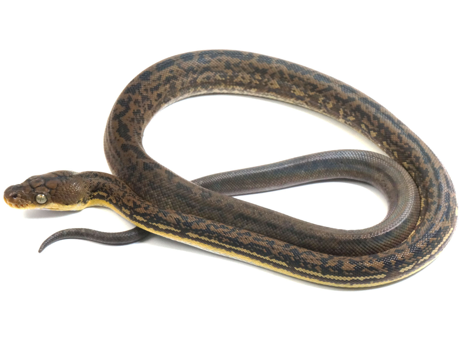 2022 Female CBB Timor Python