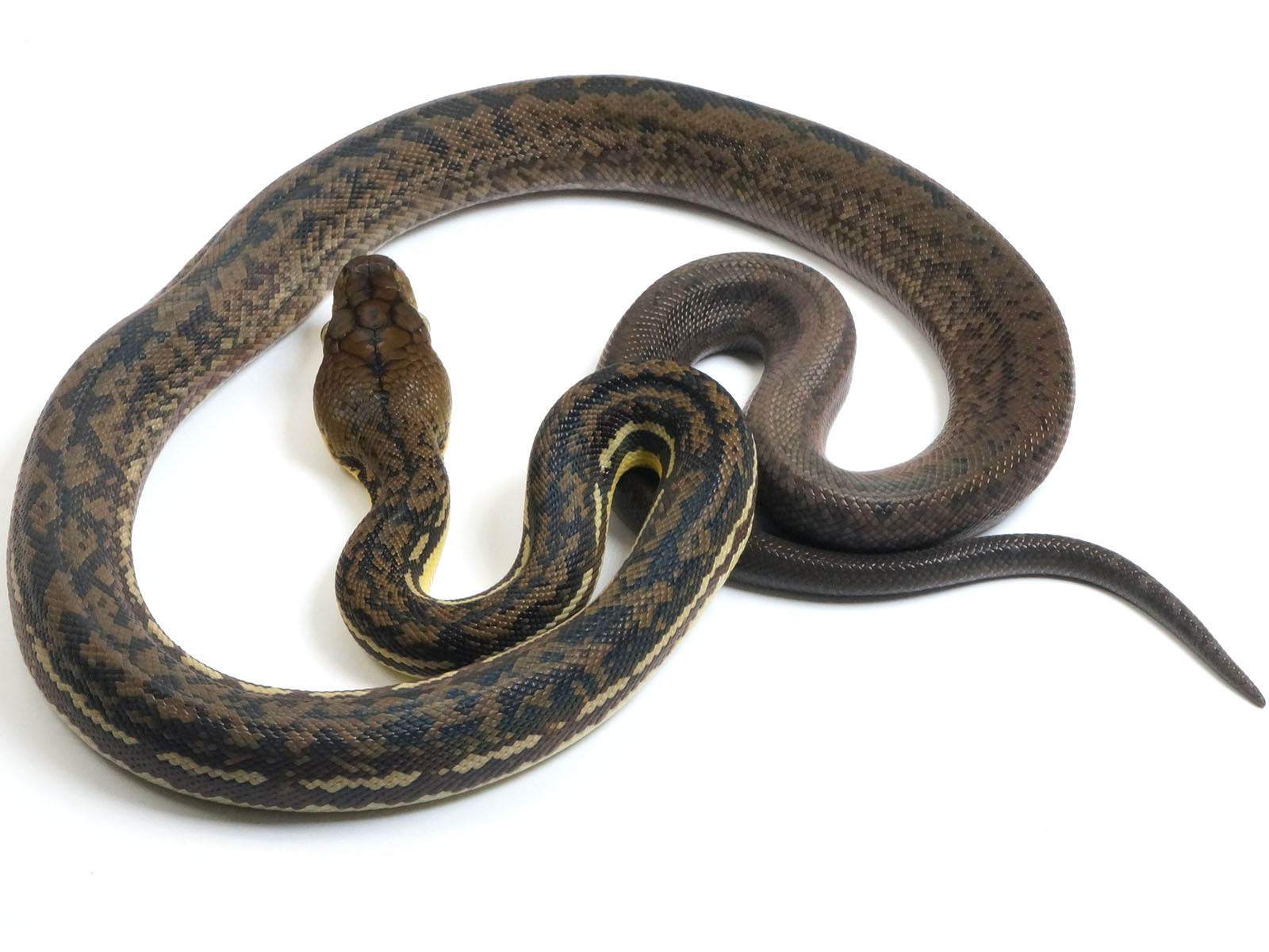 2022 Female CBB Timor Python
