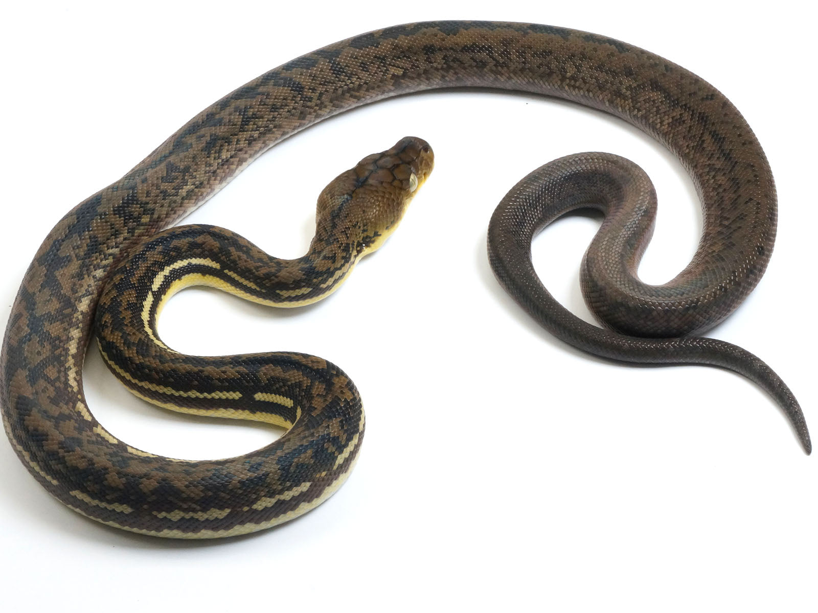 2022 Female CBB Timor Python