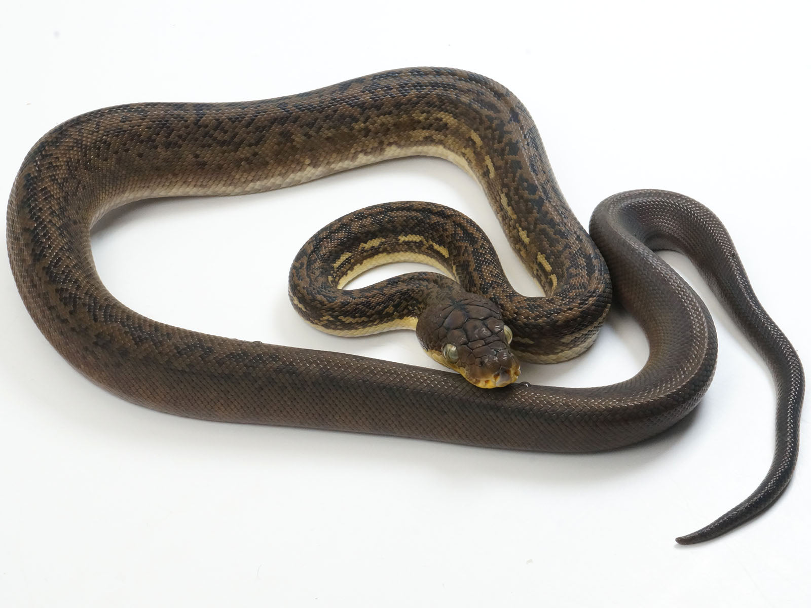 2022 Female CBB Timor Python