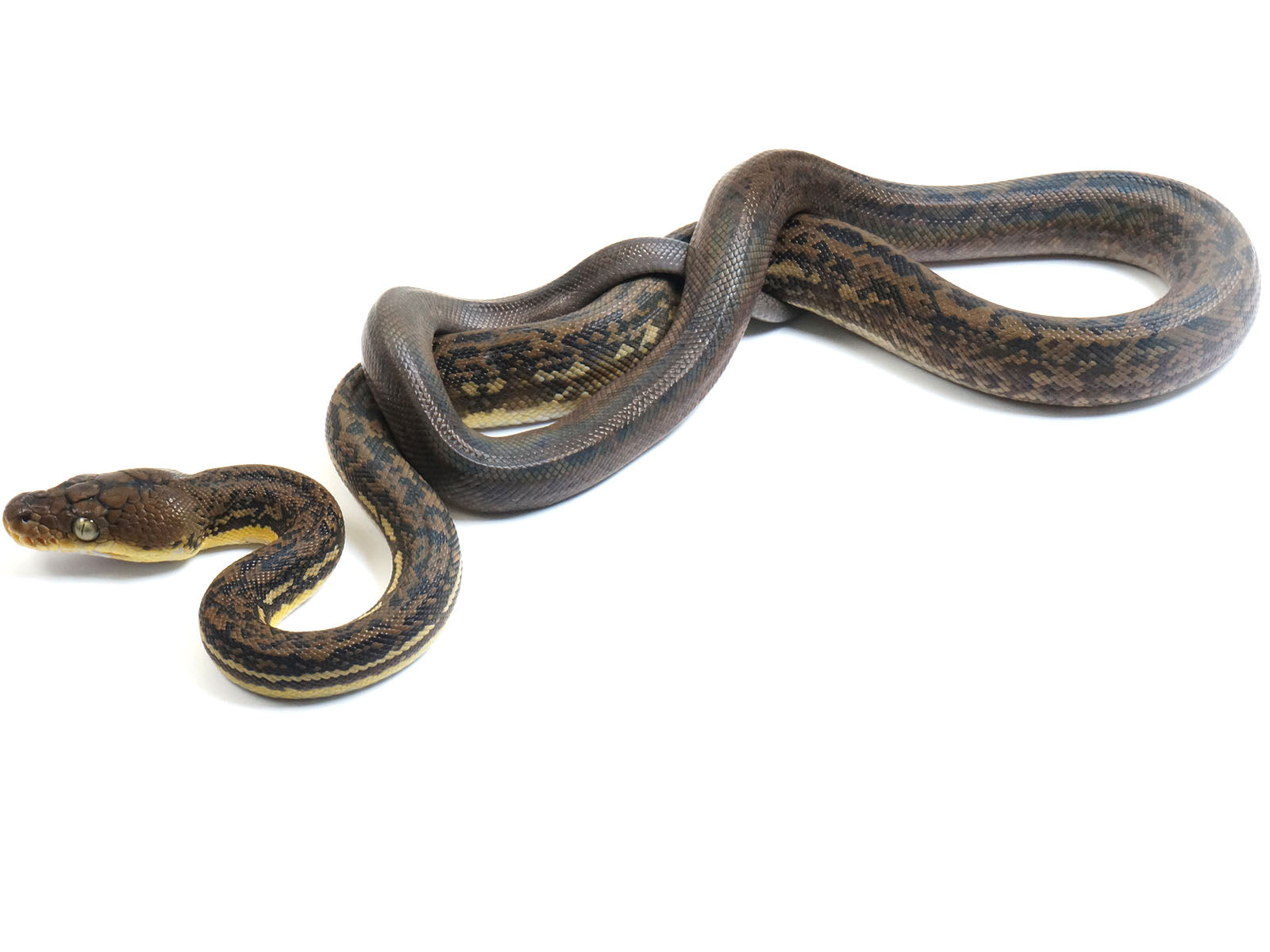 2022 Female CBB Timor Python