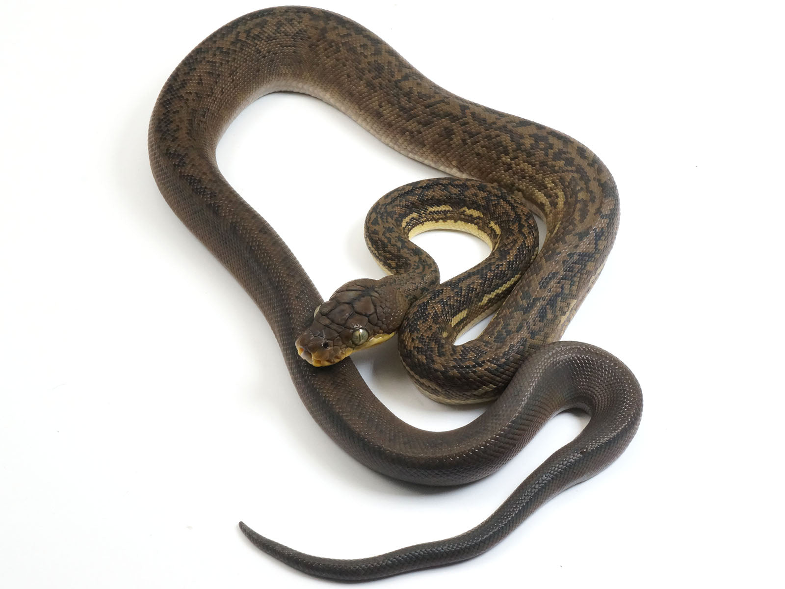 2022 Female CBB Timor Python