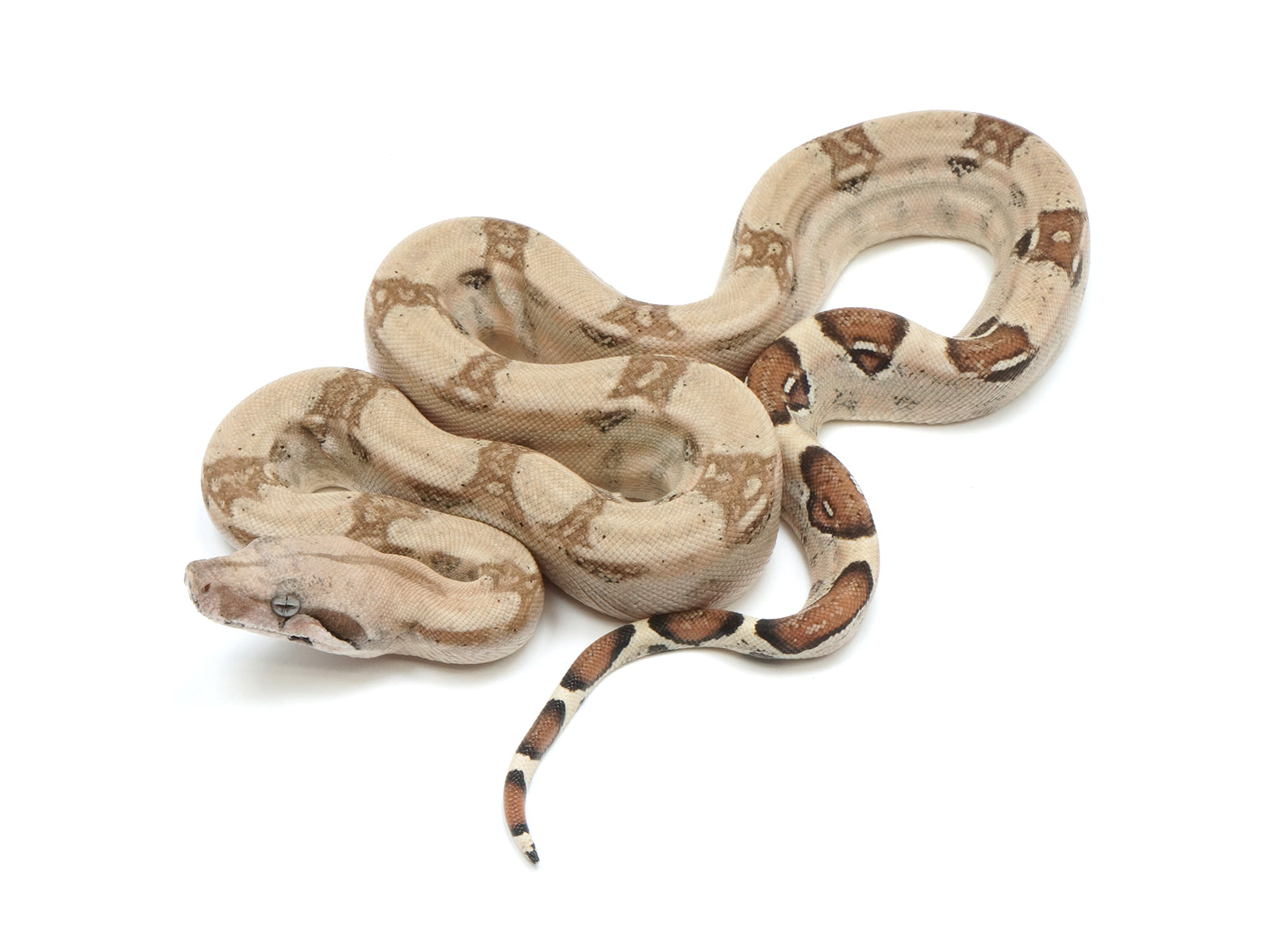 2022 Female Fire Het Kahl Albino Boa Constrictor