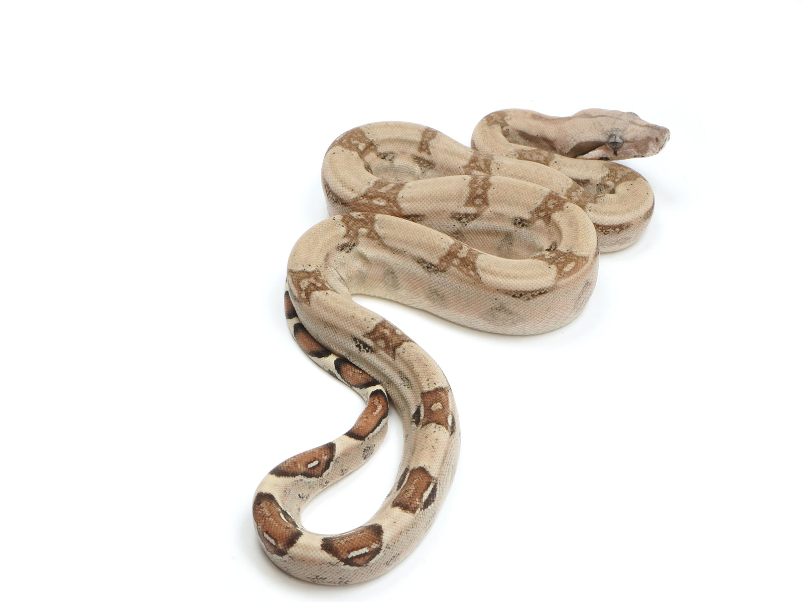 2022 Female Fire Het Kahl Albino Boa Constrictor