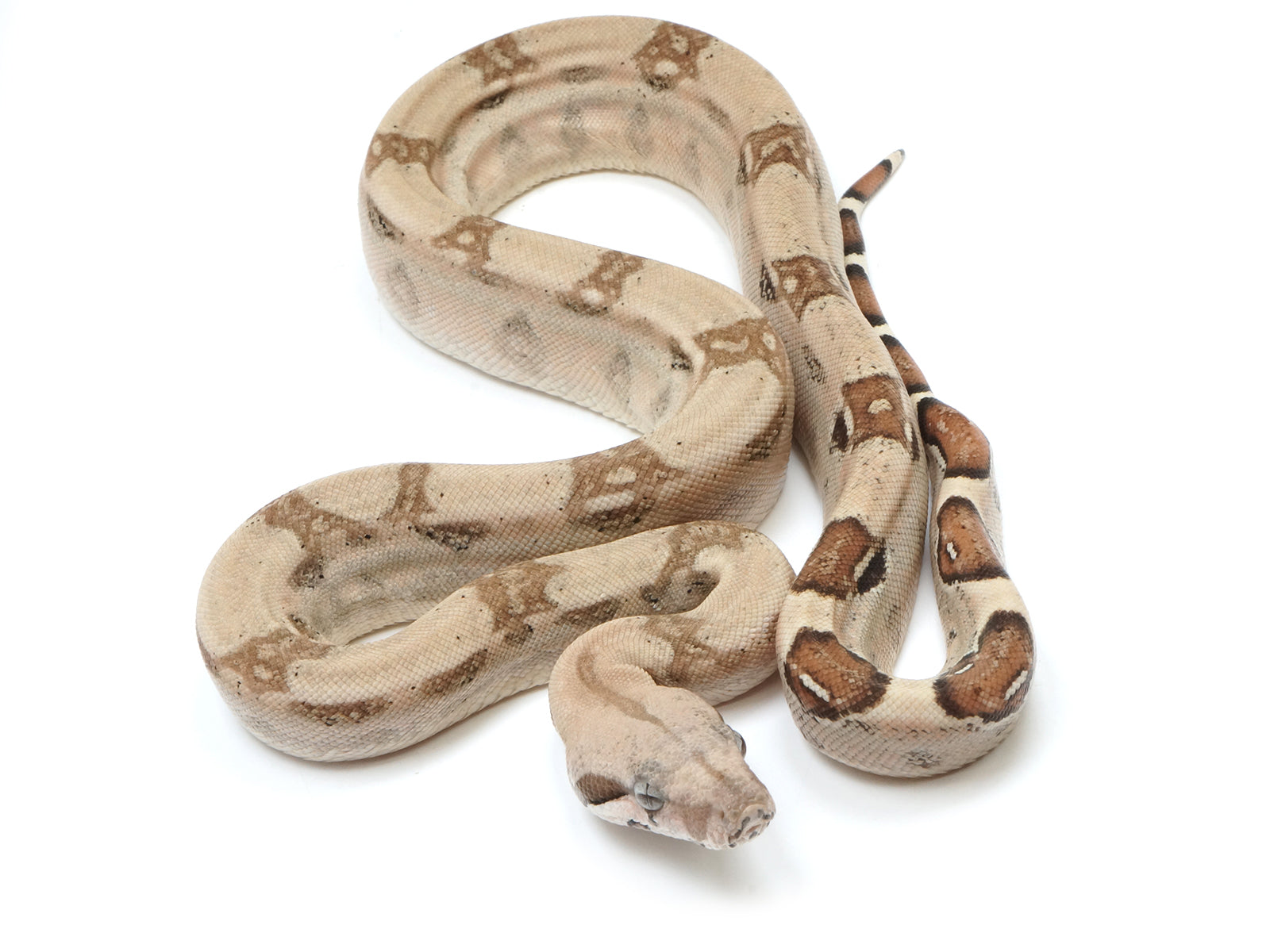 2022 Female Fire Het Kahl Albino Boa Constrictor