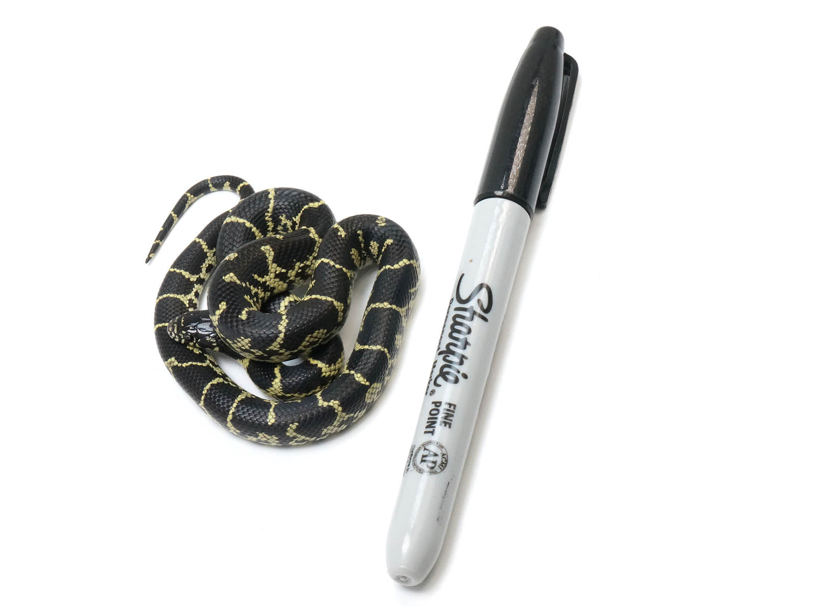 2022 Female Mexican Black King Snake X King Duran