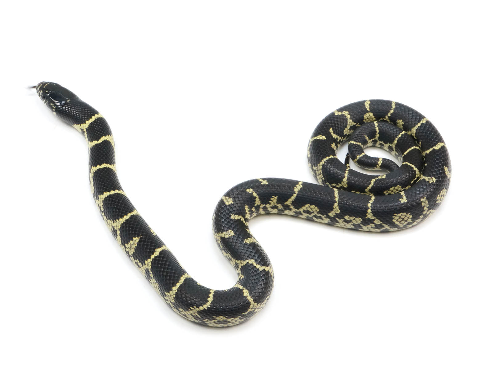 2022 Female Mexican Black King Snake X King Duran