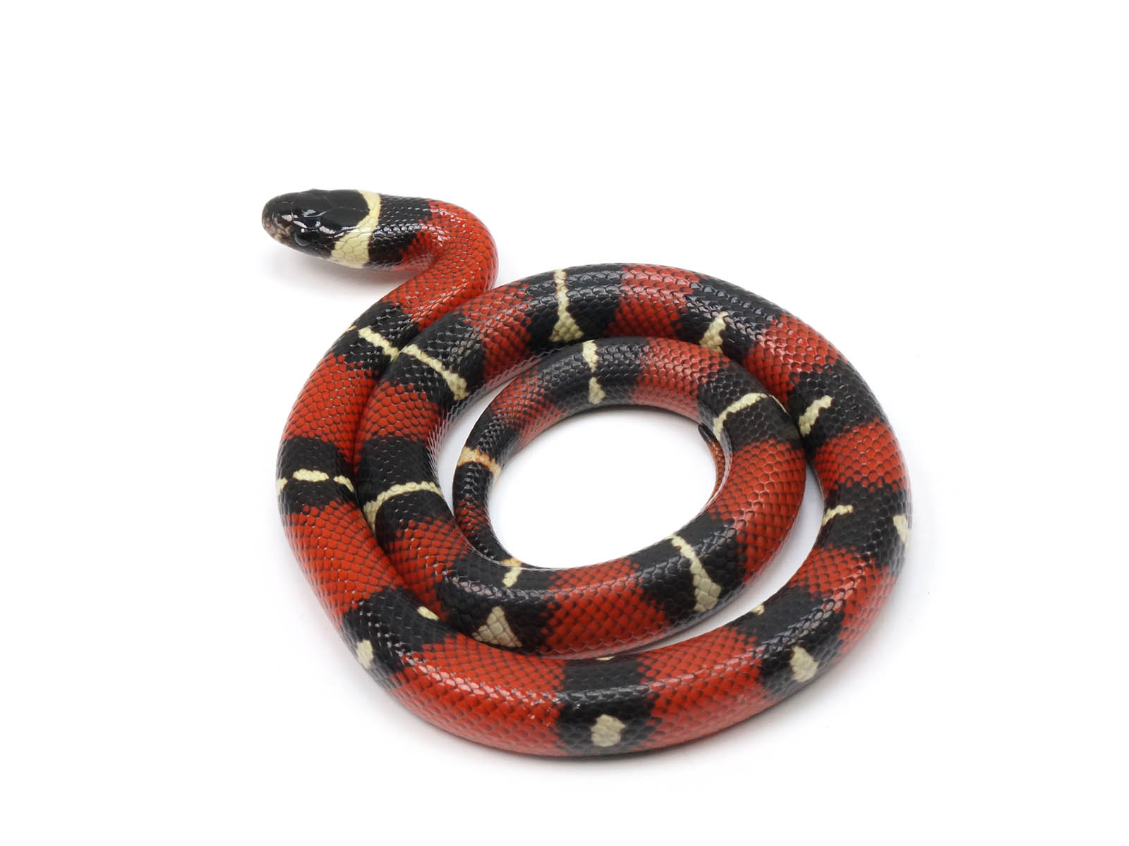 2022 Female Possible Het Albino Possible Het Splotched Sinaloan Milk Snake.