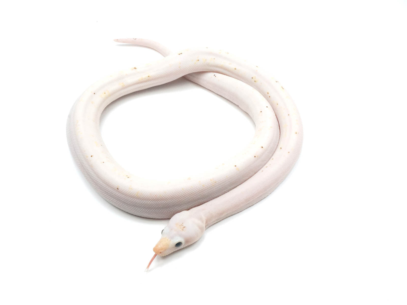 2022 Female Princess Diamond Boa Constrictor2022 Female Princess Diamond Boa Constrictor