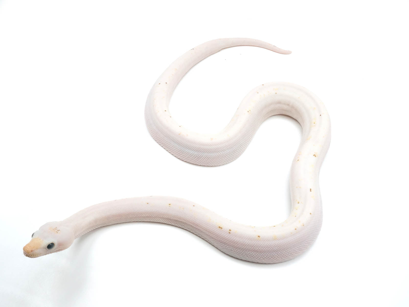 2022 Female Princess Diamond Boa Constrictor