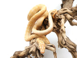 Load image into Gallery viewer, 2022 Female Pure Darwin Albino Carpet Python