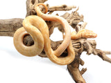 Load image into Gallery viewer, 2022 Female Pure Darwin Albino Carpet Python