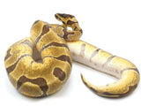 Load image into Gallery viewer, 2022 Female Super Enchi Ball Python